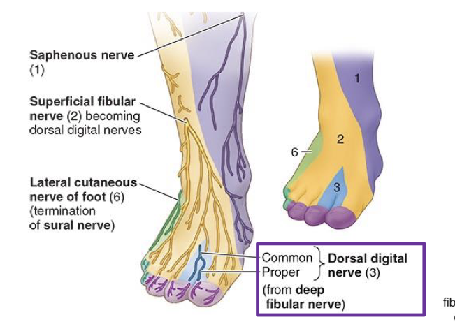 <p>Deep fibular n. (levels, path, innervation, injury (motor/sensory)?)</p>