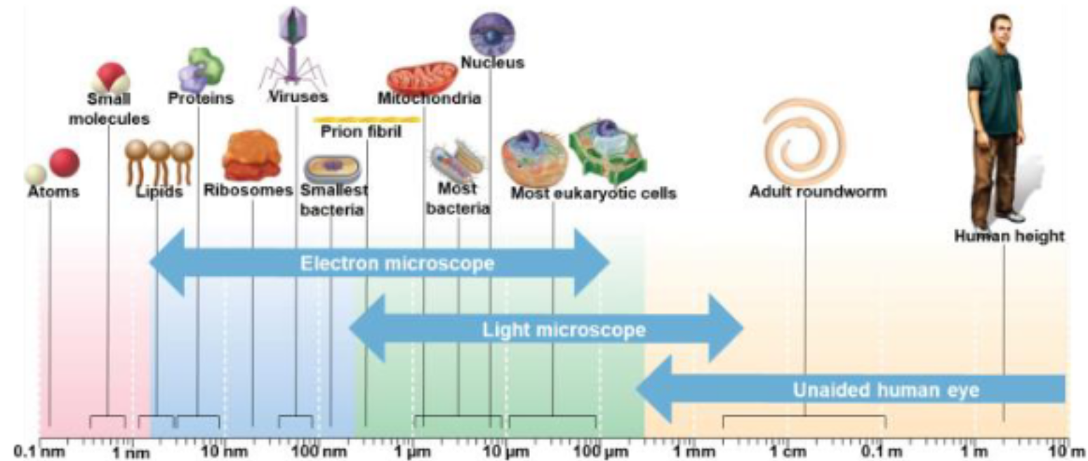 <p>Tremendous range in size </p><ul><li><p>smallest virus ~1/1milnth size of largest eukaryotic cell </p></li><li><p>largest bacterium ~600 micrometer x 80 micrometer - visible to the naked eye bcuz its almost 1meter (0.6 micrometer) </p></li></ul><p></p>