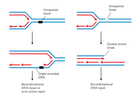 <ol><li><p>incomplete NER or BER repair pathways and subsequent DNA replication</p></li><li><p>UV, IR, or radiation damage</p></li><li><p>replication stalling</p></li></ol><p>(from image - unrepaired lesion can cause single stranded region in the new daughter strand. Unrepaired break can cause a double strand break)</p><p></p>