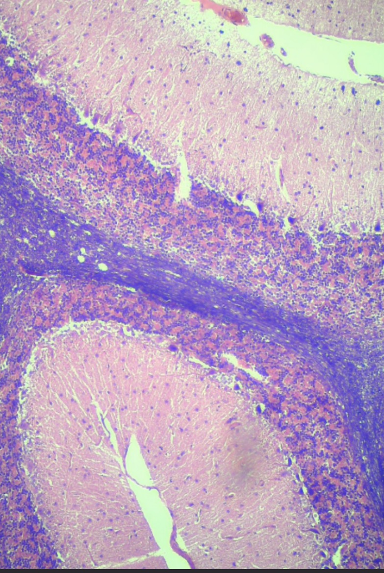 <p>what is this tissue?</p>