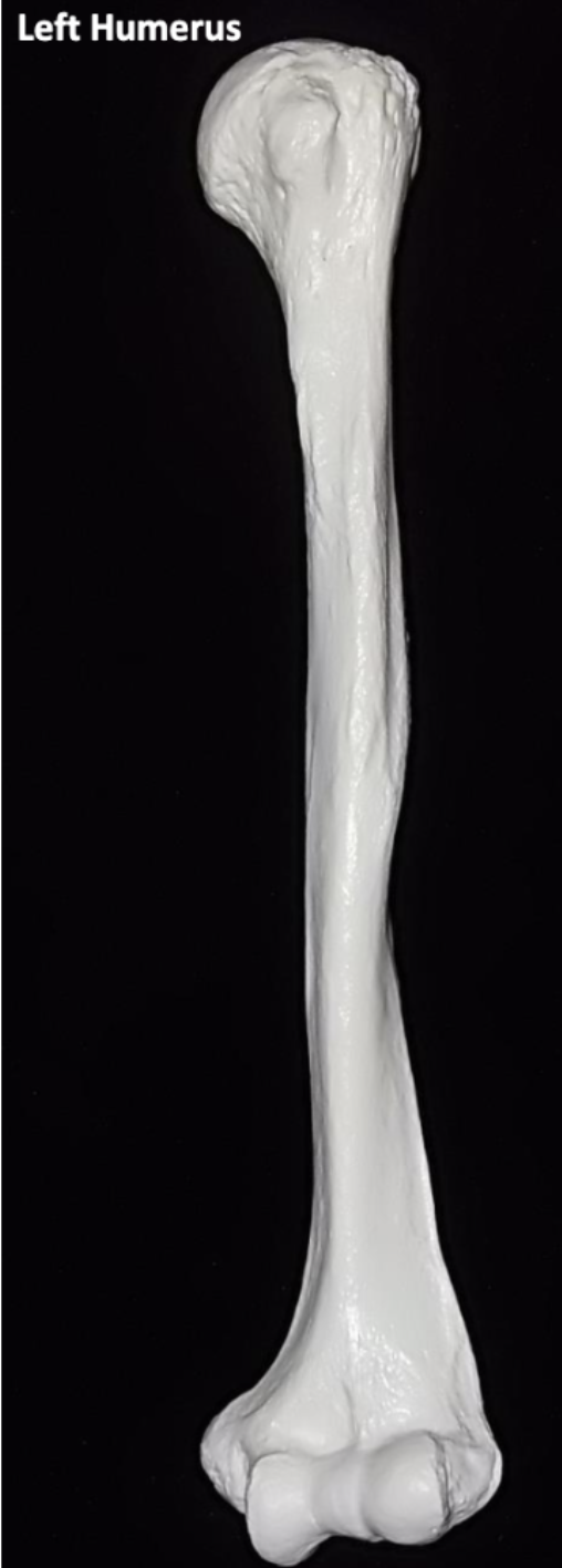 <p>Humerus Bone (Arm)</p>