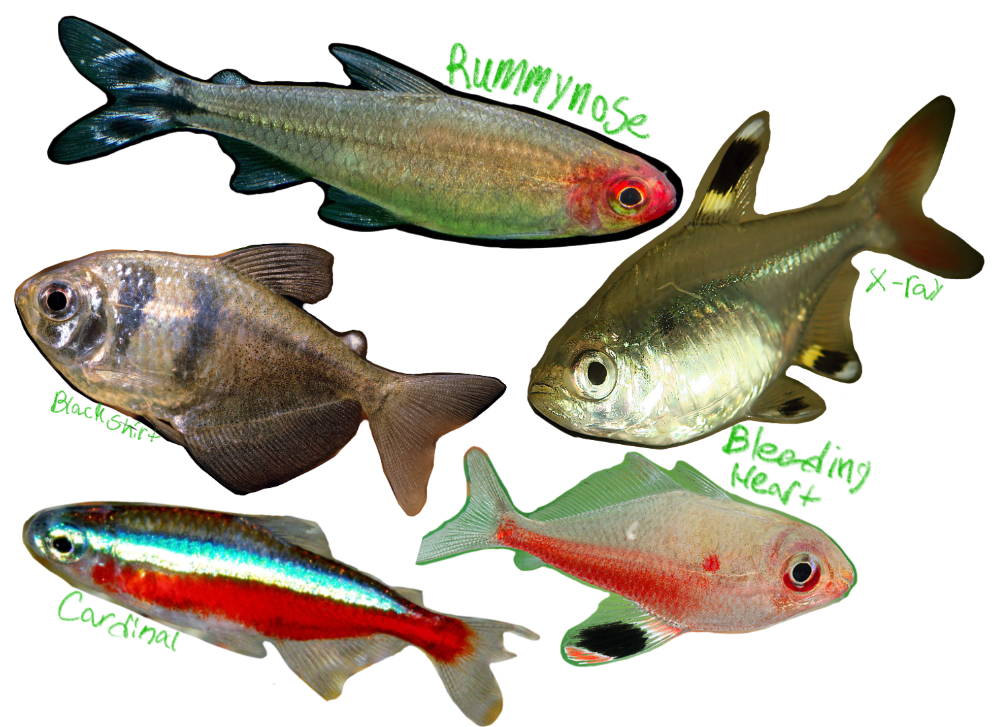 <p>American tetras</p><p>(Akestra: “Piercing tool” </p><p>Rhamphos: “Curved beak/snout)</p><p>in reference to their pointed snouts)</p><p>Includes: Bleeding heart tetra, Rummynose tetra, Cardinal terta, X-ray tetra, Black skirt tetra</p><p>*found in freshwater/SA</p>