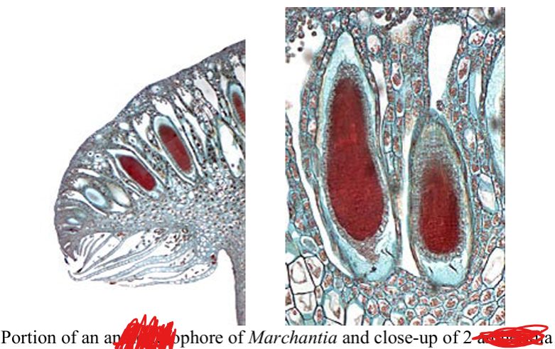 <p>male reproductive structure</p>