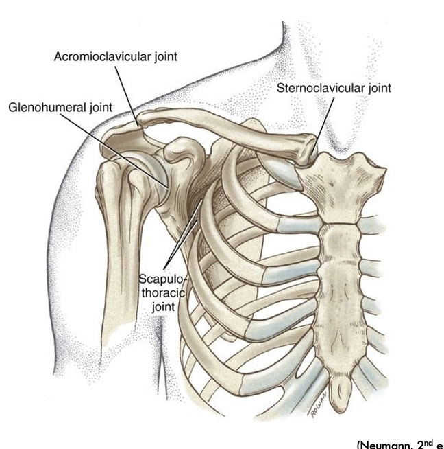 <p>4 functional joints</p>