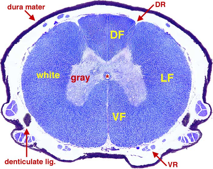 <p>bottom spaces on spinal cord</p>