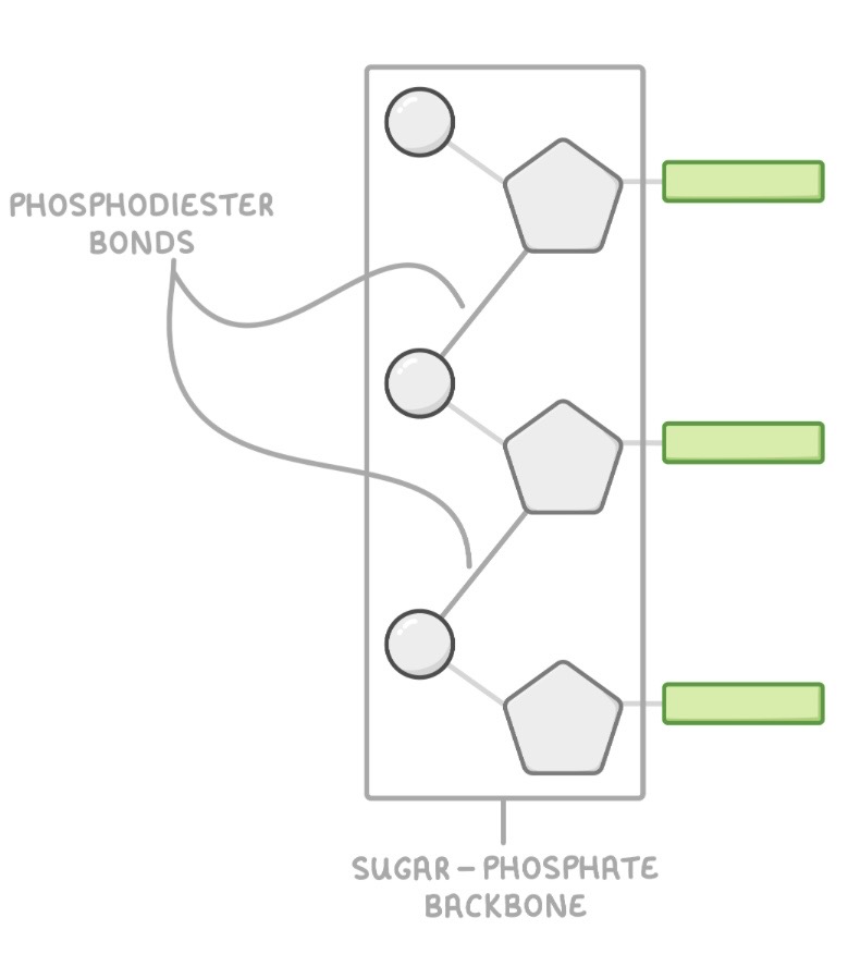 <p>By condensation reactions</p><p>forming phosphodiester bonds between the phosphate of one nucleotide and the sugar of the next.</p>