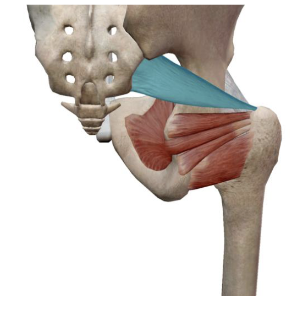 <p>which muscle and action is this</p>