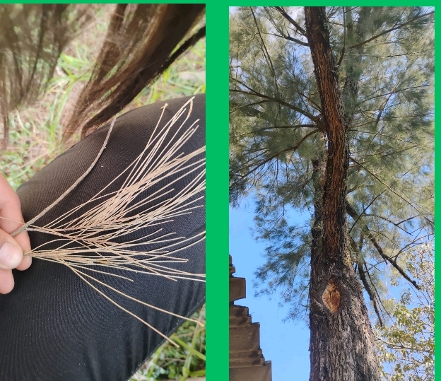 <p>Casuarina</p>