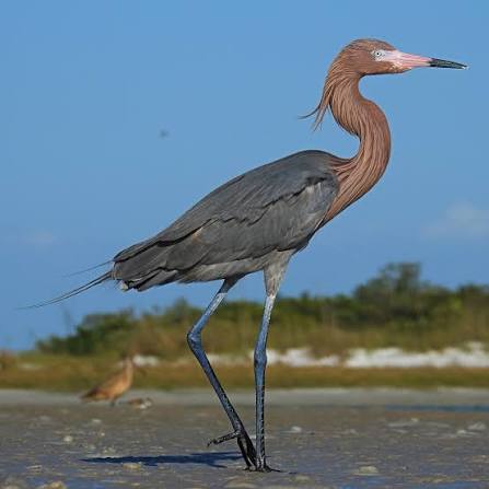 <p>reddish egret</p>