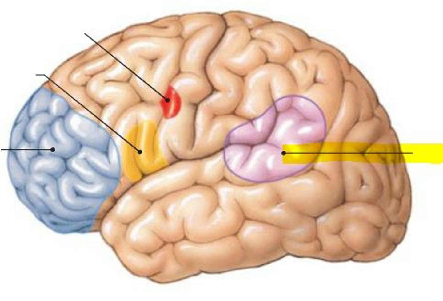 <p>Gen. interpretation area (Wernicke's area)</p>