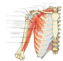 <p>(armpit)</p>