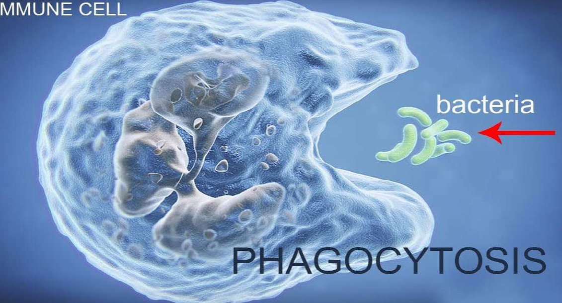 <p>What biological components are included under innate immunity</p>
