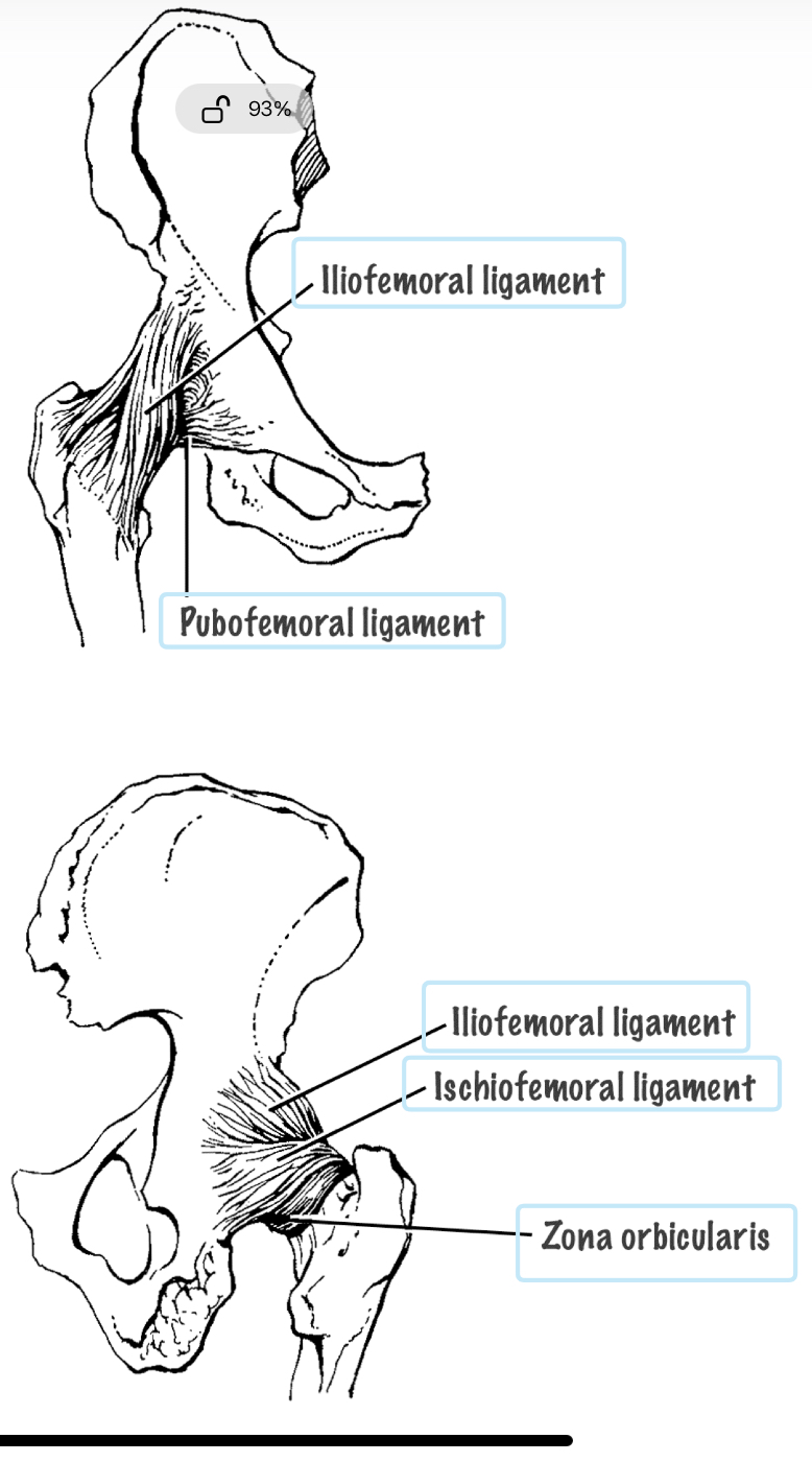 <p>this hip ligament limits extension </p><ul><li><p>iliofemoral ligament</p></li><li><p>ischiofemoral ligament </p></li><li><p>pubofemoral ligament </p></li></ul><p></p>