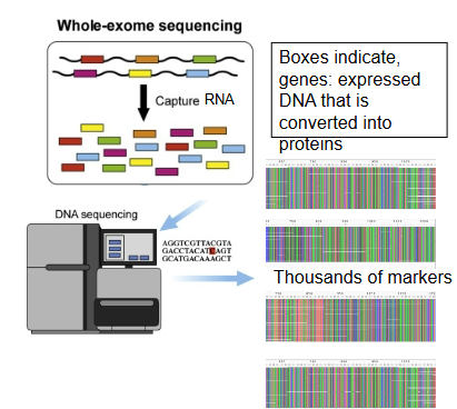 <p>recovering all coding DNA</p><p>• Recover all genes being expressed by sequencing RNA, ~30.000 genes</p><p>• Used for big picture phylogenies, Angiosperms, orders</p><p>• Is the analogous of recovering thousands of paragraphs from a book at the same time</p>
