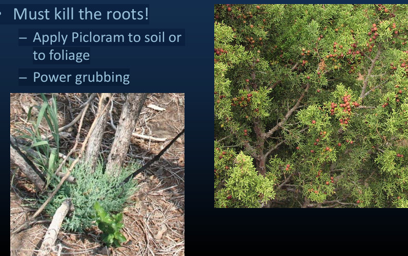 <p>Must kill the roots!</p><ul><li><p>Apply Picloram to soil or to foliage</p></li><li><p>Power grubbing</p></li></ul><p></p>