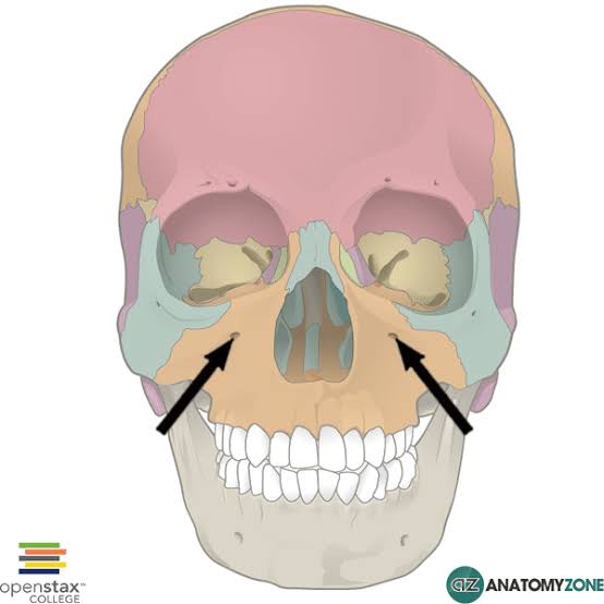 <p>The little holes in the skull right below the eye socket, on the tops of the cheeks </p>
