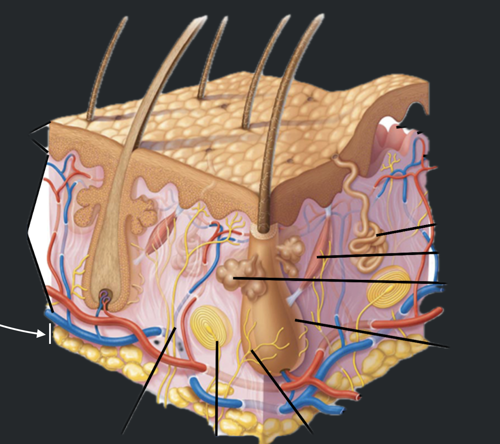 term image