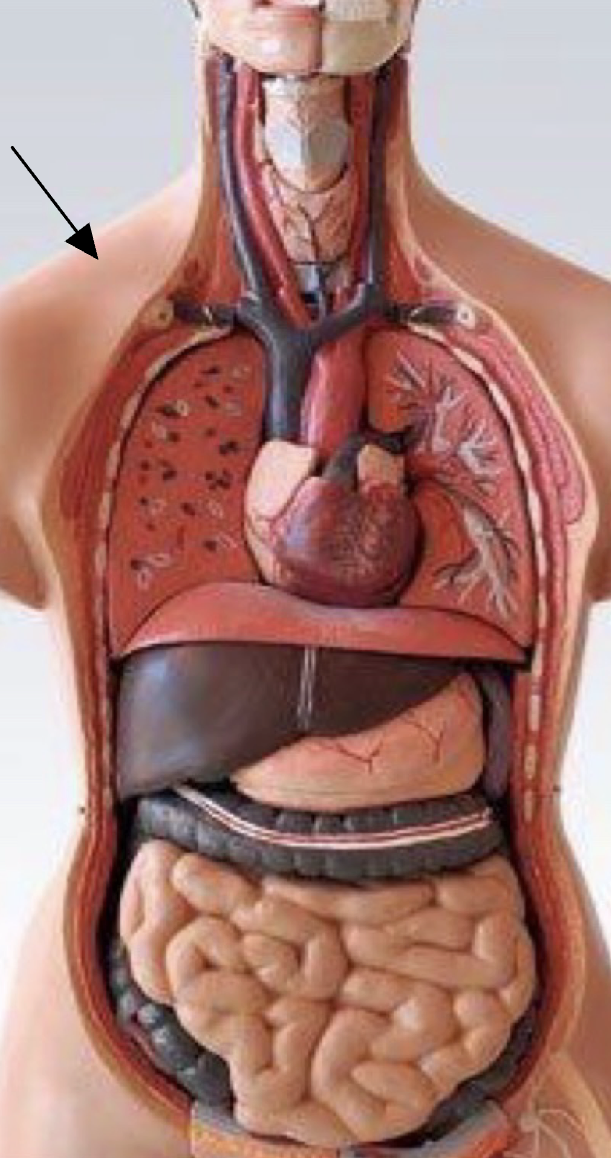 <p>whats the function of this system? </p>