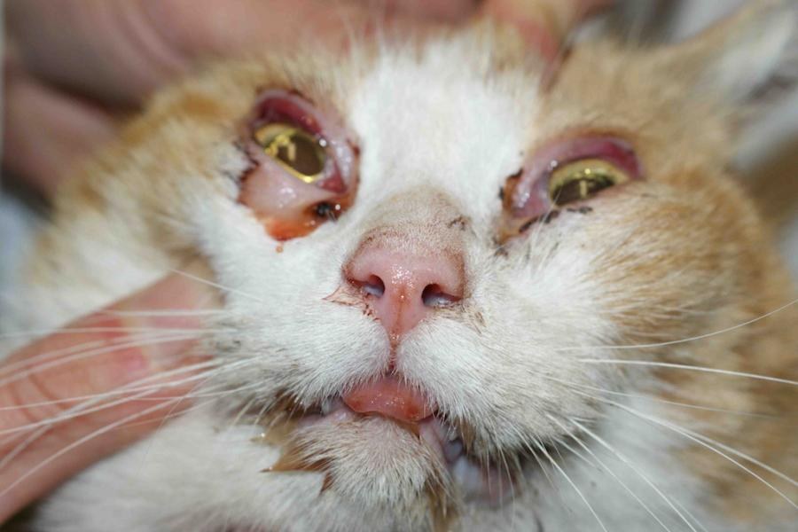 <p>Rhinotracheitis</p>