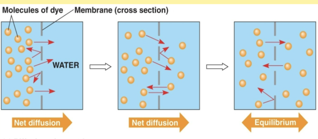 <p>Simple Diffusion </p>