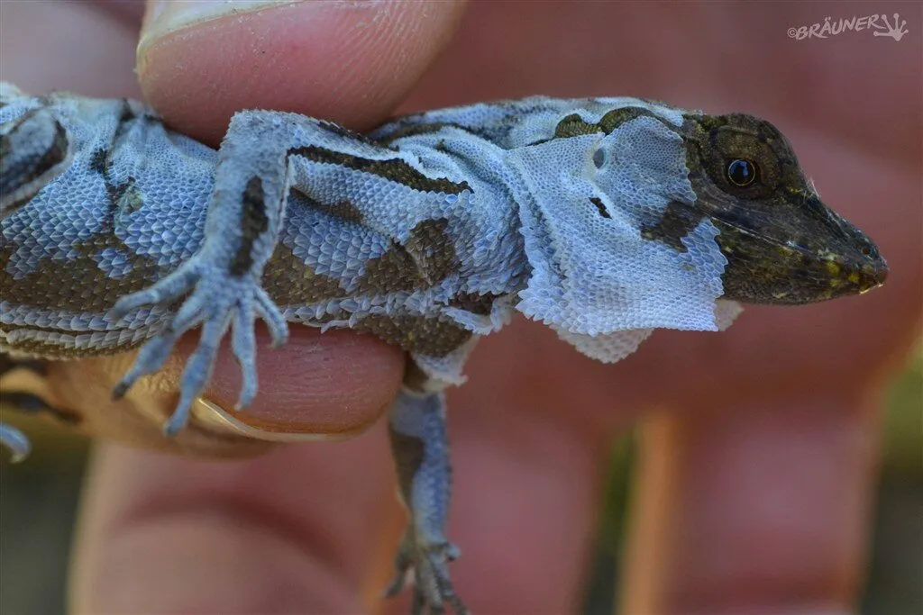 <p>this is the current, mature skin exposed to the environment. During ecdysis, it becomes a dead, translucent husk</p><ul><li><p>separated from inner layer by Oberhäutchen</p></li></ul><p></p>