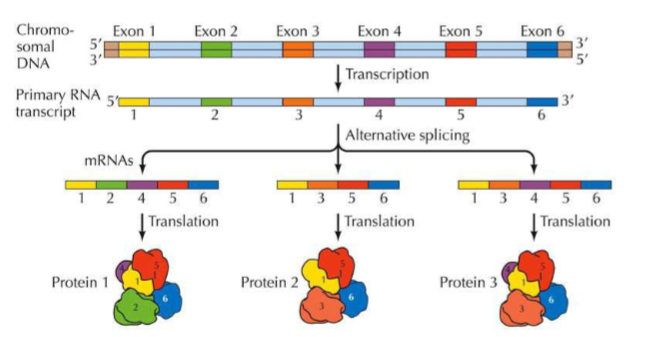 <p>(GENE EXPRESSION) <strong><em><u><mark data-color="yellow" style="background-color: yellow; color: inherit;">SPECIAL PROTEINS/RNA/ENZYMES USED DURING TRANSCRIPTION “EDITING” OF RNA</mark></u></em></strong></p><ul><li><p>Using this diagram, what exon is critical for proteins on this transcript?</p></li></ul><p></p>