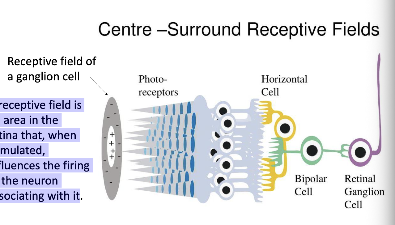 <p>Centre-Surround Receptive Fields </p><ul><li><p>A receptive field is an area in the retina that, when stimulated, influences the FIRING of the neuron associated with it</p></li></ul><p></p>