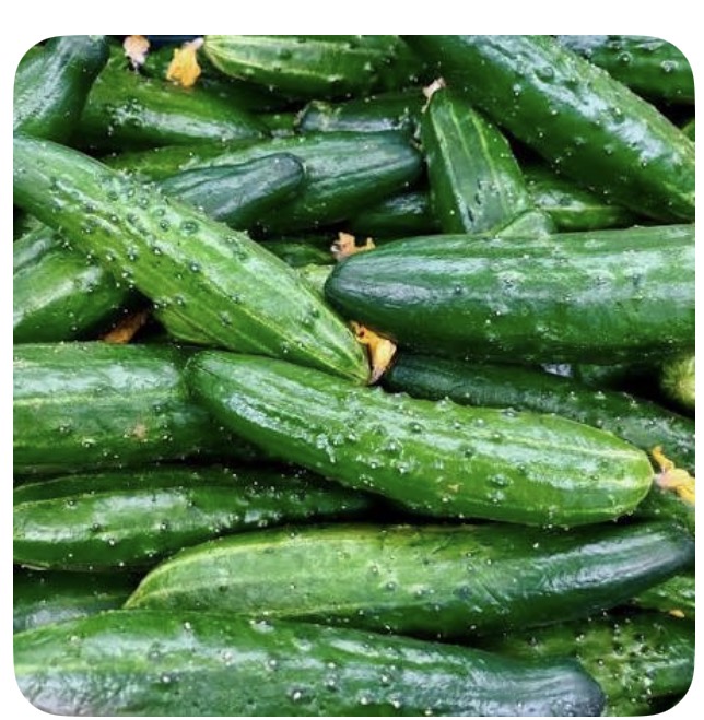 <p>Chinese cucumber</p>