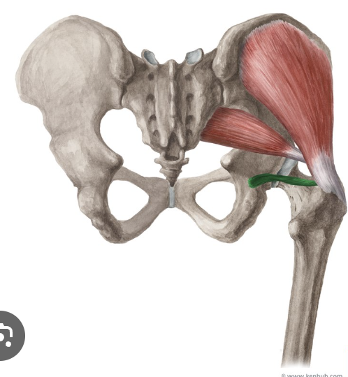 <p>-o: Ischial tuberosity</p><p>-i: Blends with tendon of obutrator internus, Trochanteric fossa</p><p>-act: LR hip</p><p>-in: Nerve to quadratus femoris (L5-S1)</p><p>-blood:</p><p>-type: convergent</p>