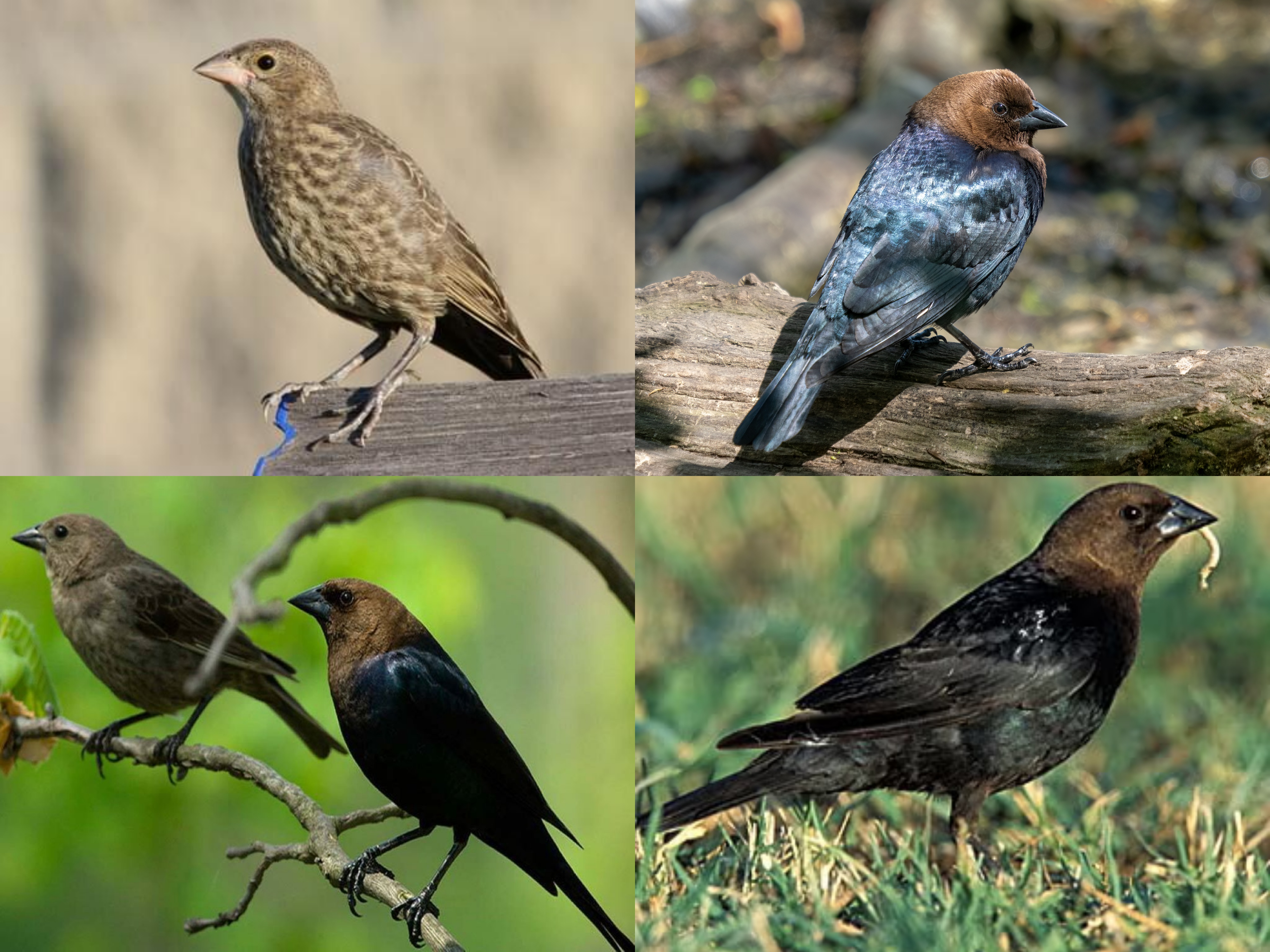 <p>Order: Passeriformes</p><p>Family: Icteridae</p><p>CN: Brown-headed Cowbird</p><p>Alpha Code: BHCO</p>