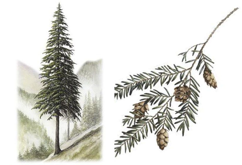 <p>Western Hemlock</p>