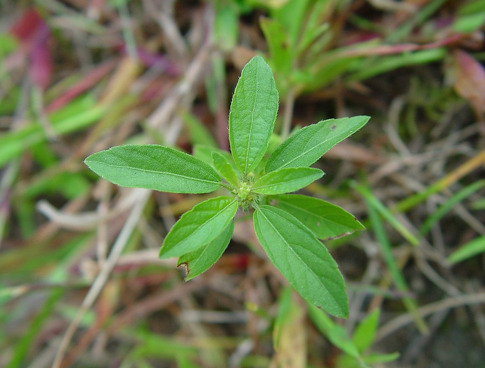<p><span><em><u>Acalypha rhomboidea</u></em></span></p><p><br></p>