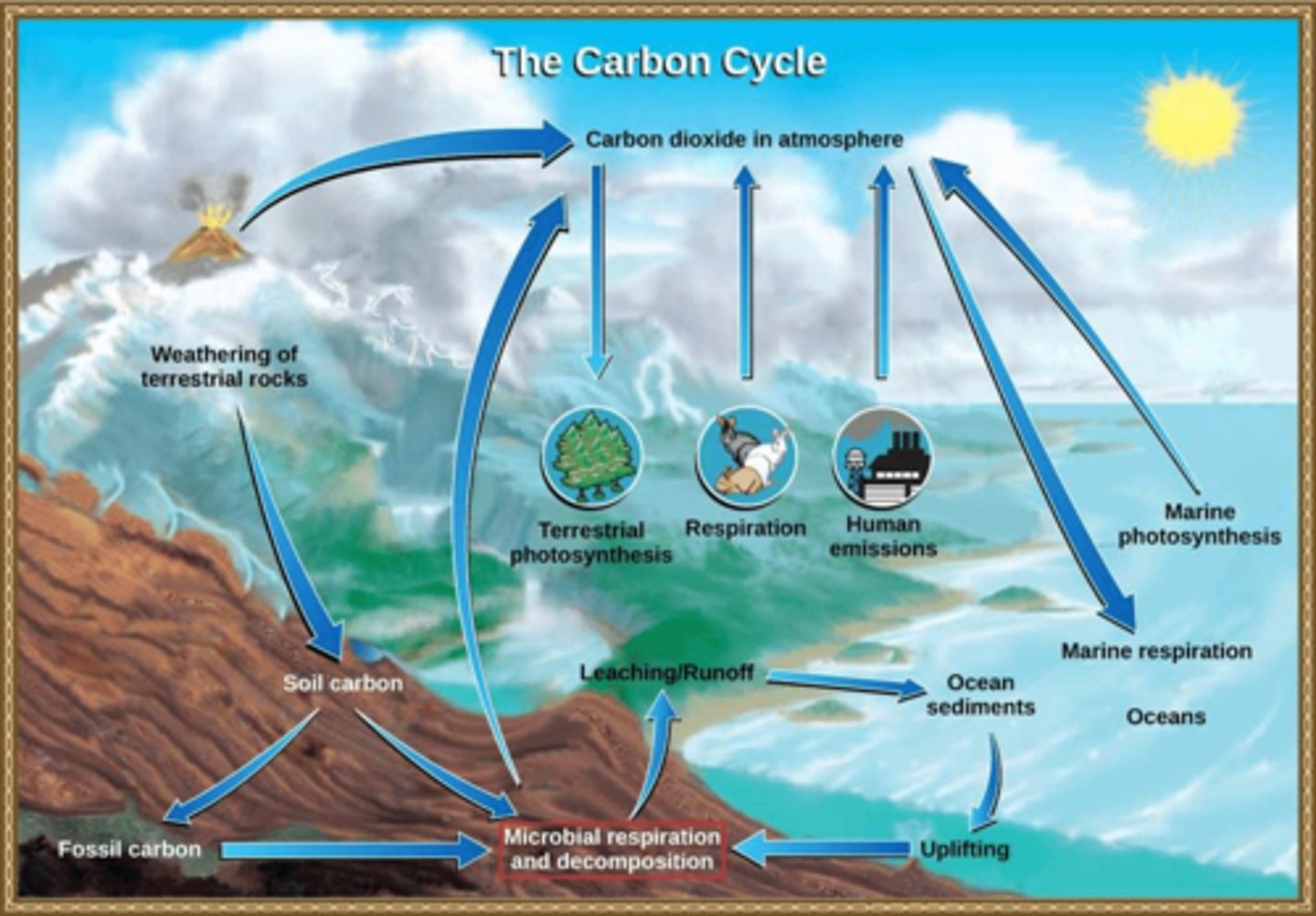 <p>The carbon cycle depends on photosynthesis and respiration</p><p>CO2 is returned to the atmosphere by respiration</p><p>CO2 is removed by photosynthesis</p>