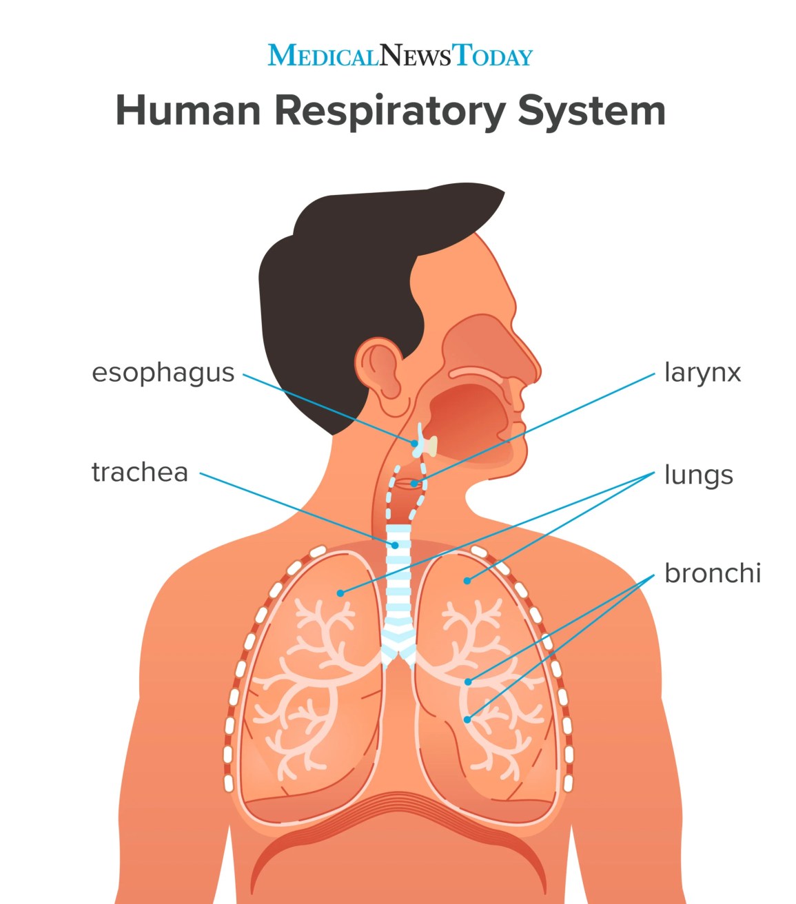 <p>Trachea</p>