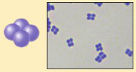 <p>in groups of 4</p>