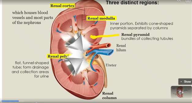 <p>bundles of collecting tubules</p>