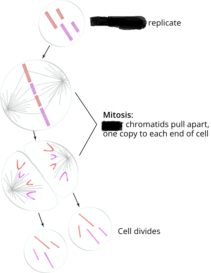 <p><span>….. is the process responsible for distributing a copy of each ….. to each …..cell. It occurs after ….. have been replicated and prior to the physical division of the parent cell into two …… cells.</span></p><p><span>****….. is the movement and distribution of …… after <em><u>DNA has already been replicated and prior to cell division.</u></em></span></p>