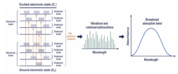 <p>In UV-Vis Absorption Spectrophotometry, between electronic states there are vibrational/rotational levels</p><ul><li><p>depending on polarity, influences the transitions (some will disappear)</p></li><li><p>absorbance band corresponds to single electronic transition, which can be broadened by vibrational and rotational transitions</p></li></ul><p></p>
