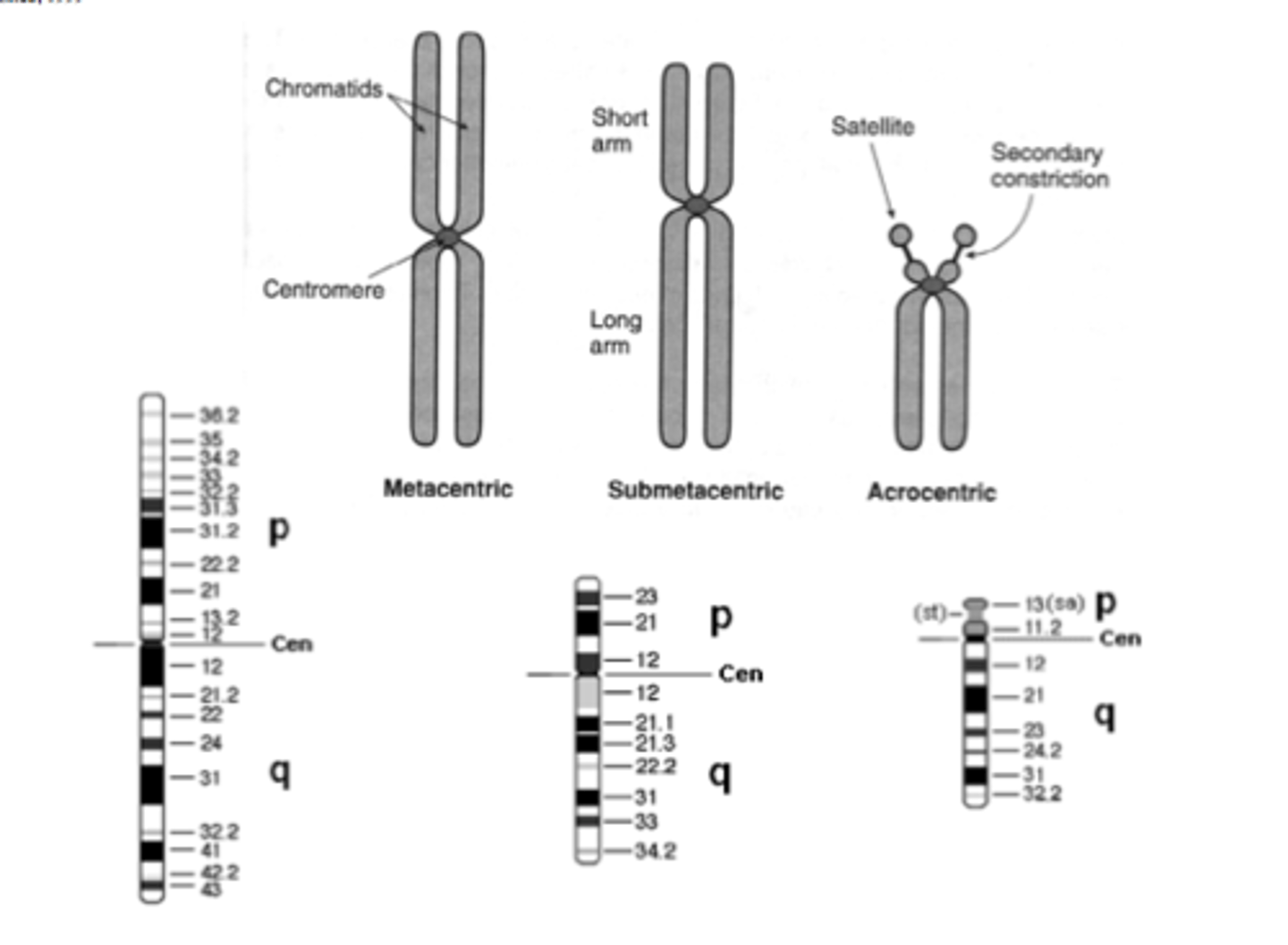 <p>metacentric, submetacentric, acrocentric, telocentric</p>
