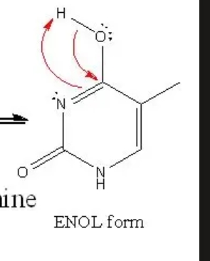 <p>Enol and it forms a hydrogen bond with guanine</p>