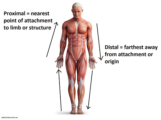 <p>Nearer to the center of the body / structure’s attachment point </p>