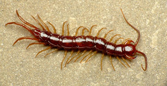 <p>Habitat: found under rocks and logs in wooded areas</p><p>Diet: eats small invertebrates that it catches with modified, venomous front legs</p><p>Origin: Introduced from Europe, but there are related species native to US</p>