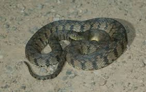 <p><span>Half moon spots on yellow belly</span></p>