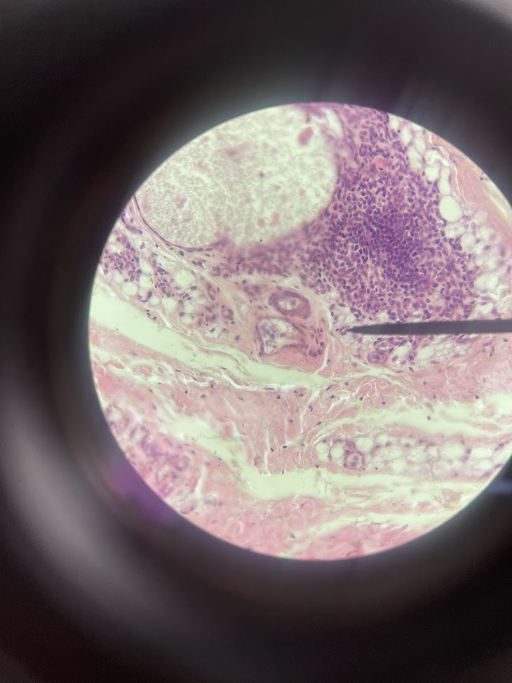 <p>structure name</p>