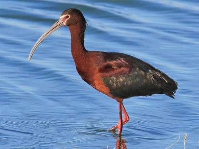 <p>Species, family, order?</p>