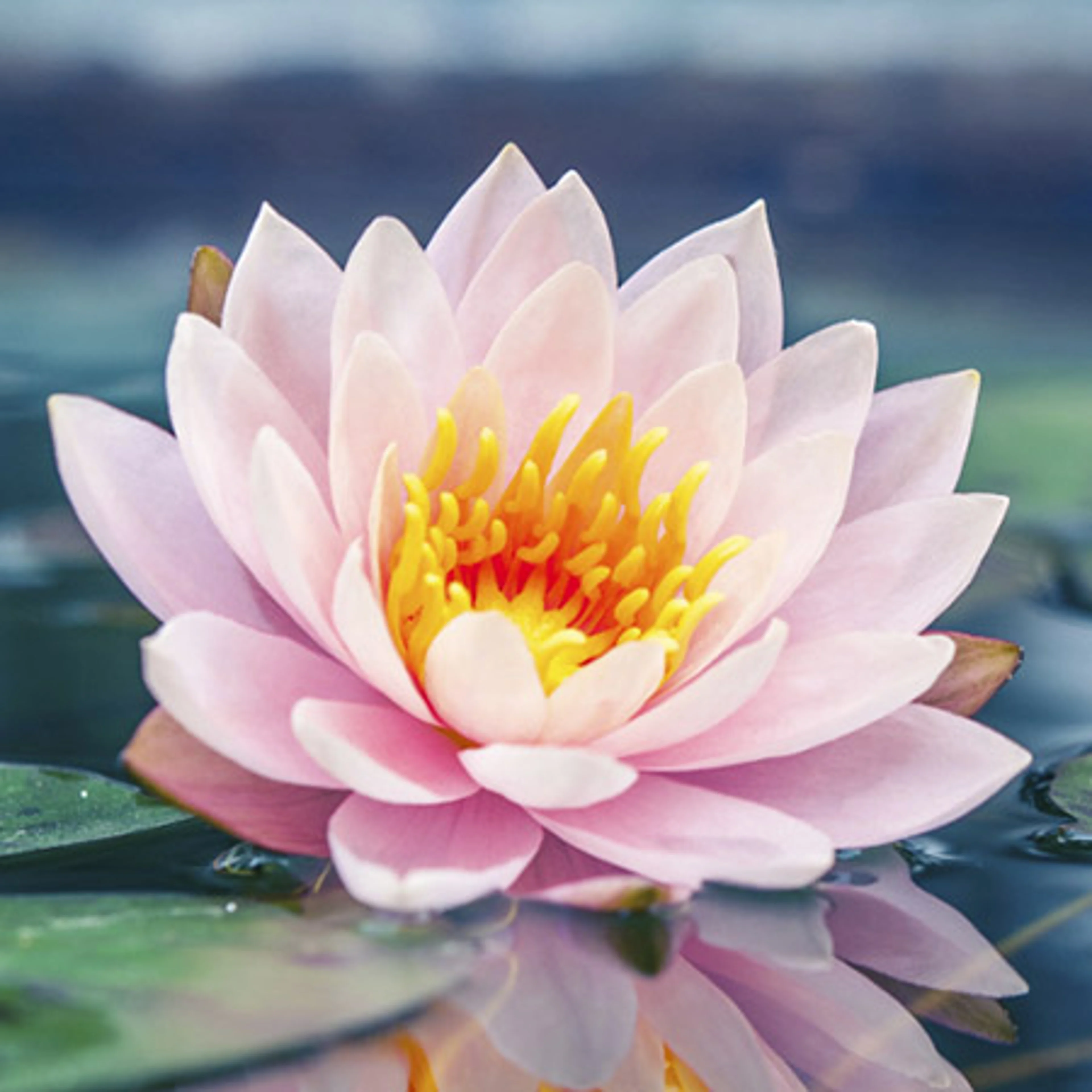 <p>Une fleur</p>