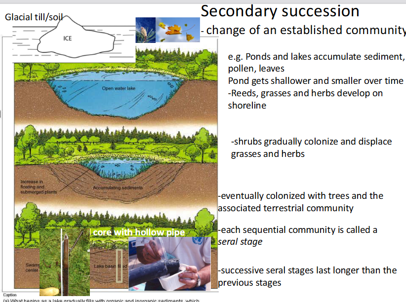 <p>change of an established community</p><p>The sequential progression and directional change of an established biological community following a disturbance, such as a shallowing pond accumulating sediment, pollen, and leaves until it transitions into terrestrial forest.</p><p></p><p>the image explains: </p><p>process of <strong>aquatic-to-terrestrial succession</strong> (often studied as a hydrosere), tracking how an established body of water transitions into dry land over time.</p><p></p><p>The central illustration demonstrates the sequential timeline of a lake filling in:</p><ul><li><p><span><strong>Top Stage (Open Water Lake):</strong> A newly formed basin (often originating from melting glacial ice over <strong>glacial till/soil</strong>) fills with water. It starts deep, with clear open water and a clean basin.</span></p></li><li><p><span><strong>Middle Stage (Sediment Accumulation):</strong> Over centuries, the lake gradually collects organic and inorganic materials like <strong>sediment, pollen, and leaves</strong>. As the water gets shallower:</span></p><ul><li><p><span>Shoreline plants like <strong>reeds, grasses, and herbs</strong> move inward.</span></p></li><li><p><span>Submerged and floating aquatic plants multiply, speeding up the accumulation of dead plant matter on the bottom.</span></p></li></ul></li><li><p><span><strong>Bottom Stage (Terrestrial Transition):</strong> Larger woody plants and <strong>shrubs gradually colonize</strong> the marshy borders, displacing the grasses. Eventually, <strong>trees take root</strong>, fully converting the ancient lake basin into a stable terrestrial forest community.</span></p></li></ul><div data-type="horizontalRule"><hr></div><p><strong>Seral Stage:</strong> Each temporary, sequential community that replaces the one before it is called a <strong>seral stage</strong> (e.g., the open water stage, the reed/marsh stage, and the shrub stage are all individual seral stages).</p><p></p><ul><li><p><span><strong>Duration:</strong> The slide notes that <strong>successive seral stages last longer</strong> than the stages that came before them, with the final terrestrial forest being the most stable and long-lasting community.</span></p></li></ul><div data-type="horizontalRule"><hr></div><p></p>