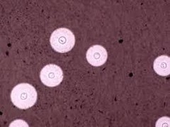 <p>Nucleic acids, appearing bright orange under UV light.</p>