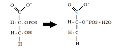 <p>Which step is this in the process of glycolysis? What are the reactants? The products? What enzyme catalyzes this reaction?</p>