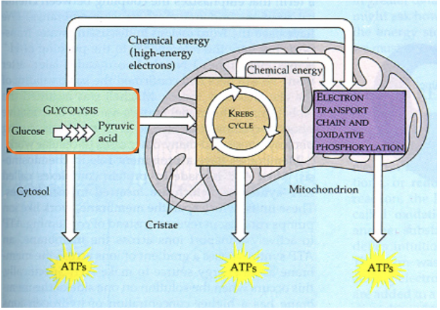 <p>in the cytoplasm of the cell (outside the mitochondria) <span style="background-color: transparent;">→ first stage of aerobic and anaerobic respiration</span></p>
